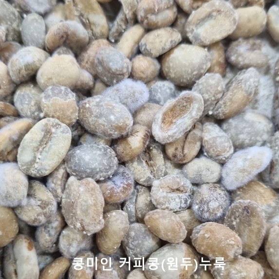 [발효기술전수] 커피콩을 이용한 전통누룩 발효기술(노하우)